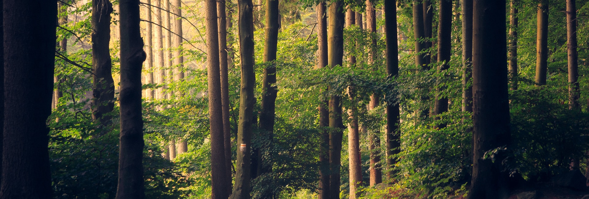 Kurban Organizasyonu Süreci